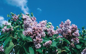 Lilac President Grevy French Hybrid